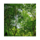 introspktv - Komorebi archipel musique Pheek mastering | Audioservices.studio